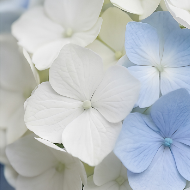 Hydrangea Collection